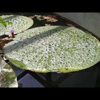 Nenuphar epineux - Euryale ferox Salisb. (fam Nympheacees) (01)